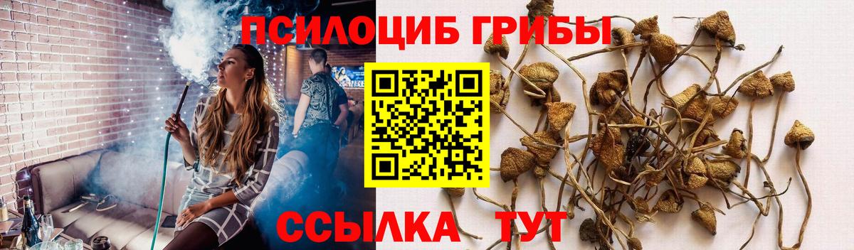 Усолье-Сибирское  Псилоцибиновые грибы Cubensis  Вход с VPN  Псилоцибиновые грибы Cubensis 